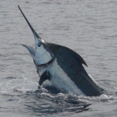 Matava Blue Marlin 2